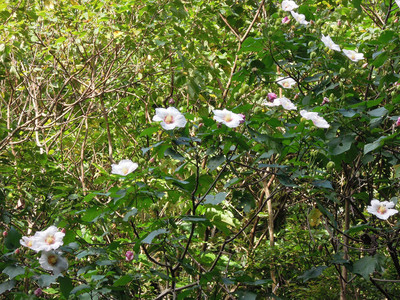 DSCN0721.JPG