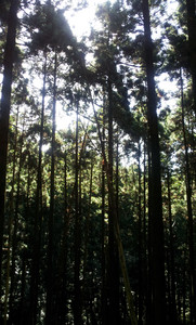IMG_20111106_141549.jpg