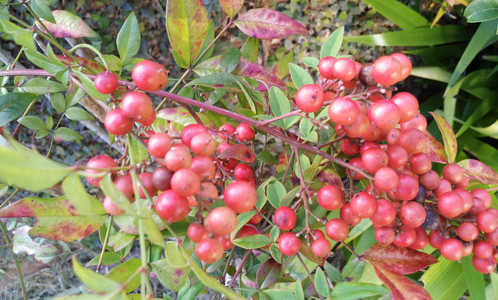 IMG_20111106_154324.jpg