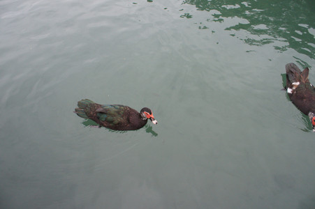 DSC01339.JPG