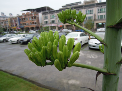 DSCN1192.JPG