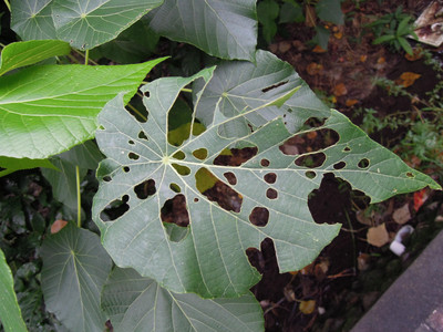 DSCN1305.JPG