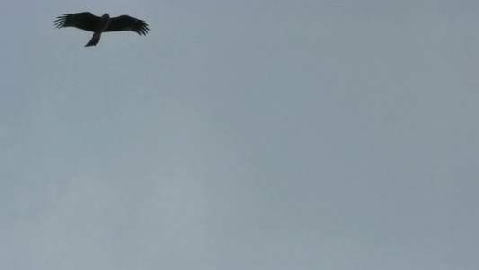 VID_20190928_133242.mp4