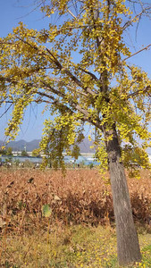 VID20191103120535.mp4