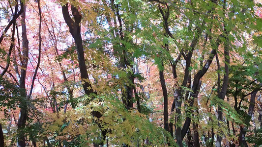 VID20191104130455.mp4