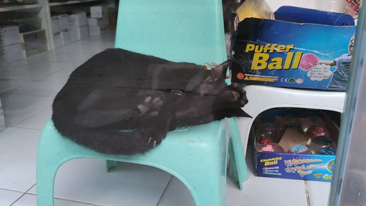 VID_20191214_062845.mp4