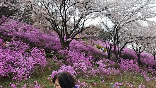 VID_20260406_111928452.mp4