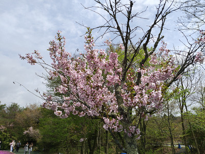IMG_20260425_131939526_HDR.jpg